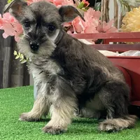 Kylie, a female Miniature Schnauzer for sale in Seneca Falls, NY – Photo 1 of 4