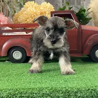 Kylie, a female Miniature Schnauzer for sale in Seneca Falls, NY – Photo 3 of 4