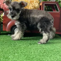 Kylie, a female Miniature Schnauzer for sale in Seneca Falls, NY – Photo 4 of 4