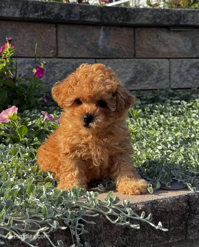 Paisley  – Poodle - Toy  puppy for sale in Seneca Falls, NY