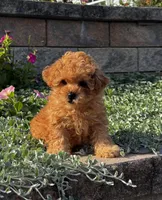 Paisley , a female Poodle - Toy  for sale in Seneca Falls, NY – 1 of 6