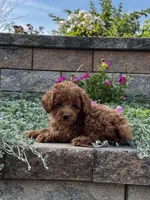 Pluto, a male Poodle - Toy  for sale in Seneca Falls, NY – 6 of 6