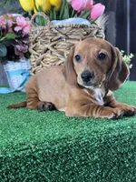 Dahlia , a female Miniature Dachshund for sale in Seneca Falls, NY – Photo 5 of 5