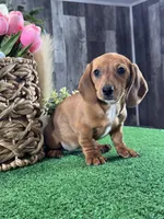 Dahlia , a female Miniature Dachshund for sale in Seneca Falls, NY – Photo 3 of 5