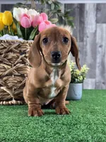 Dahlia , a female Miniature Dachshund for sale in Seneca Falls, NY – Photo 2 of 5