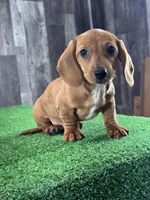 Dahlia , a female Miniature Dachshund for sale in Seneca Falls, NY – Photo 4 of 5