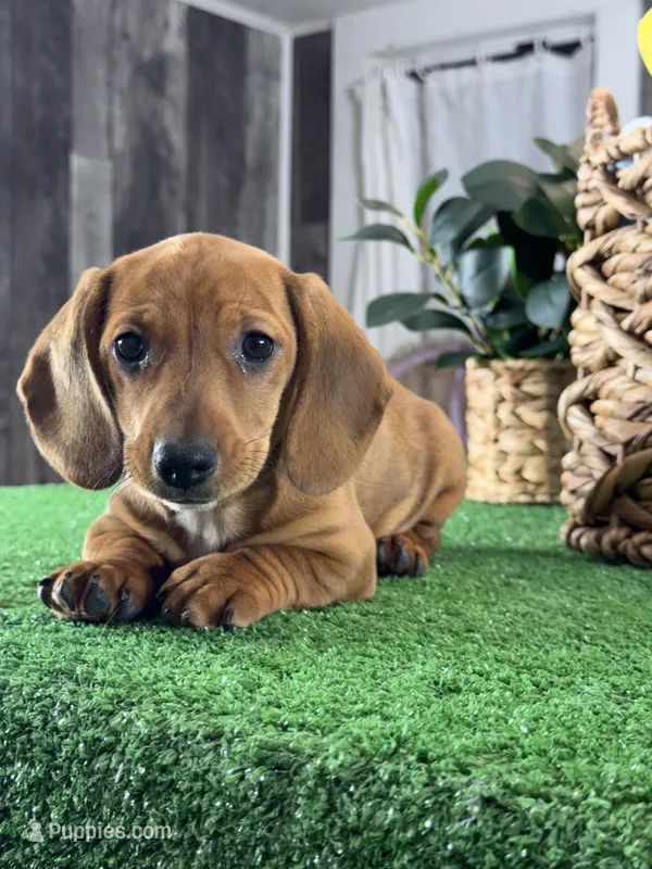 Dahlia  – Miniature Dachshund puppy for sale in Seneca Falls, NY