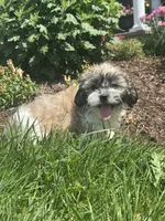 Jack, a female Bichon Frise and Shih Tzu for sale in Seneca Falls, NY – 2 of 5