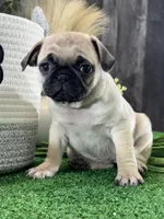 Peggy , a female Pug for sale in Seneca Falls, NY – 3 of 5