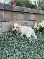 Ceaser, a male Cocker Spaniel for sale in Seneca Falls, NY – 4 of 4