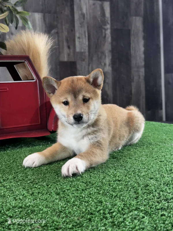 Ila – Shiba Inu puppy for sale in Seneca Falls, NY