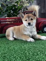 Ila, a female Shiba Inu for sale in Seneca Falls, NY – Photo 3 of 6