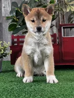 Ila, a female Shiba Inu for sale in Seneca Falls, NY – Photo 6 of 6
