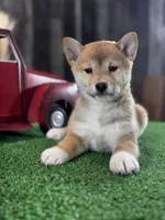 Ila, a female Shiba Inu for sale in Seneca Falls, NY – Photo 2 of 6