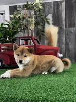 Ila, a female Shiba Inu for sale in Seneca Falls, NY – Photo 5 of 6