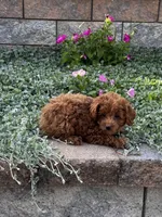 Pluto, a male Poodle - Toy  for sale in Seneca Falls, NY – 2 of 6