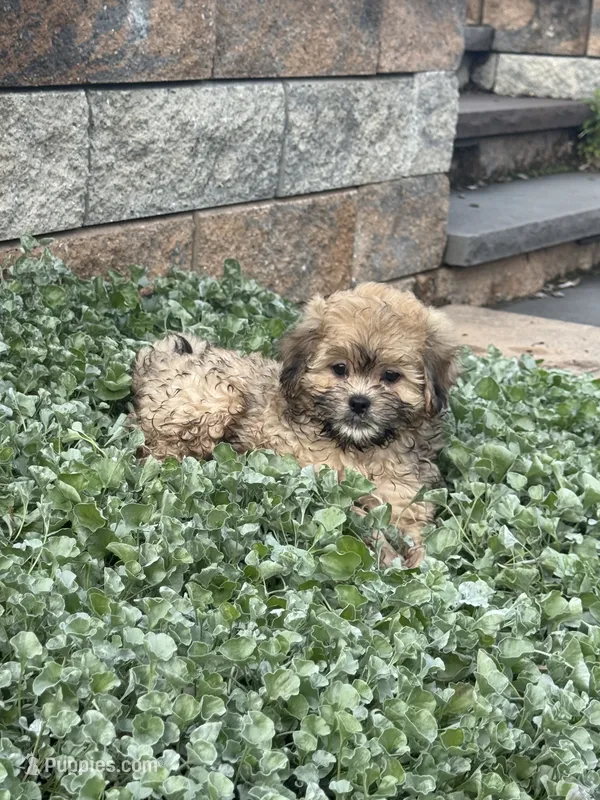 Xena – Shihpoo puppy for sale in Seneca Falls, NY