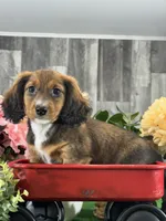 Diesel, a male Miniature Dachshund for sale in Seneca Falls, NY – Photo 2 of 5