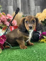 Diesel, a male Miniature Dachshund for sale in Seneca Falls, NY – Photo 5 of 5