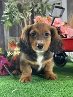 Diesel, a male Miniature Dachshund for sale in Seneca Falls, NY – Photo 3 of 5