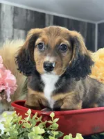 Diesel, a male Miniature Dachshund for sale in Seneca Falls, NY – Photo 1 of 5
