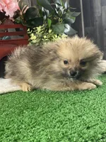 Prince, a male Pomeranian for sale in Seneca Falls, NY – Photo 1 of 3