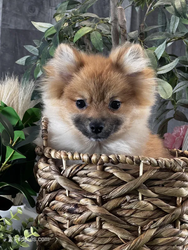 Prince – Pomeranian puppy for sale in Seneca Falls, NY