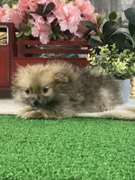 Prince, a male Pomeranian for sale in Seneca Falls, NY – Photo 2 of 3