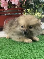 Prince, a male Pomeranian for sale in Seneca Falls, NY – Photo 3 of 3