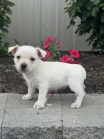 Wendy, a female West Highland White Terrier for sale in Seneca Falls, NY – 2 of 5