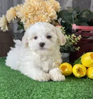 Howie, a male Havanese for sale in Seneca Falls, NY – 2 of 5