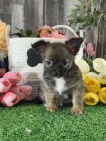 Franklin , a male Chihuahua for sale in Seneca Falls, NY – 2 of 5
