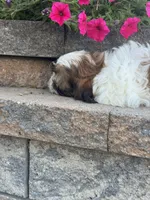 Skylar, a male Shih Tzu for sale in Seneca Falls, NY – 4 of 5