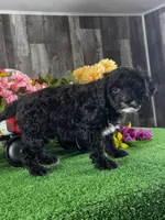 Nero, a male Cavapoo for sale in Seneca Falls, NY – Photo 5 of 6