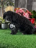 Nero, a male Cavapoo for sale in Seneca Falls, NY – Photo 6 of 6