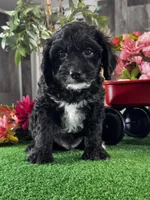 Nero, a male Cavapoo for sale in Seneca Falls, NY – Photo 3 of 6