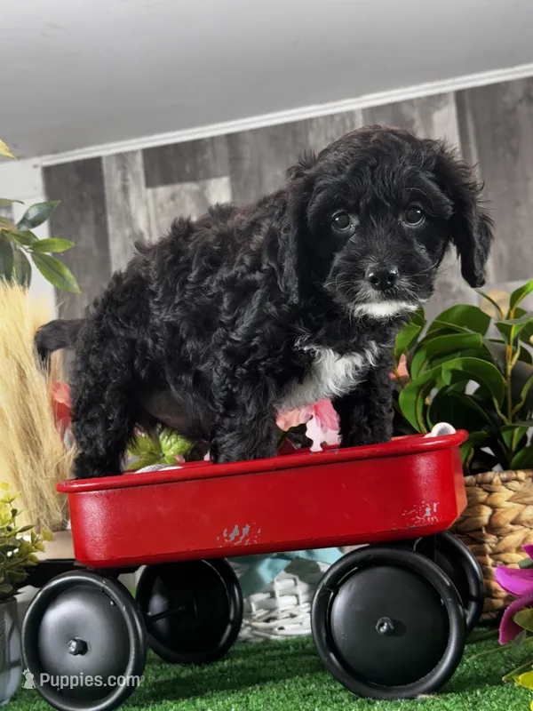 Nero – Cavapoo puppy for sale in Seneca Falls, NY