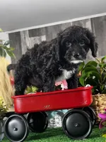 Nero, a male Cavapoo for sale in Seneca Falls, NY – Photo 1 of 6