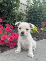 Wendy, a female West Highland White Terrier for sale in Seneca Falls, NY – 3 of 5