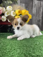 Rusty , a male Papillon for sale in Seneca Falls, NY – 2 of 7