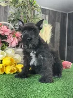 Kobe, a male Miniature Schnauzer for sale in Seneca Falls, NY – 5 of 5