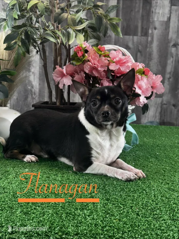Flanagan – Chihuahua puppy for sale in Seneca Falls, NY