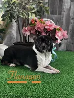 Flanagan, a male Chihuahua for sale in Seneca Falls, NY – Photo 1 of 9
