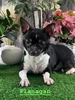 Flanagan, a male Chihuahua for sale in Seneca Falls, NY – Photo 2 of 9