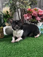 Flanagan, a male Chihuahua for sale in Seneca Falls, NY – Photo 5 of 9