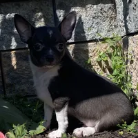 Flanagan, a male Chihuahua for sale in Seneca Falls, NY – Photo 4 of 5