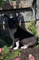 Flanagan, a male Chihuahua for sale in Seneca Falls, NY – Photo 4 of 5
