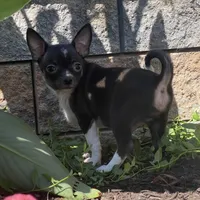 Flanagan, a male Chihuahua for sale in Seneca Falls, NY – Photo 3 of 5