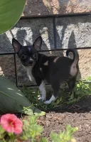 Flanagan, a male Chihuahua for sale in Seneca Falls, NY – Photo 3 of 5