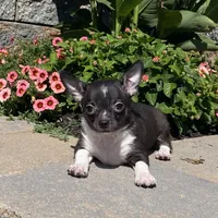 Flanagan, a male Chihuahua for sale in Seneca Falls, NY – Photo 2 of 5